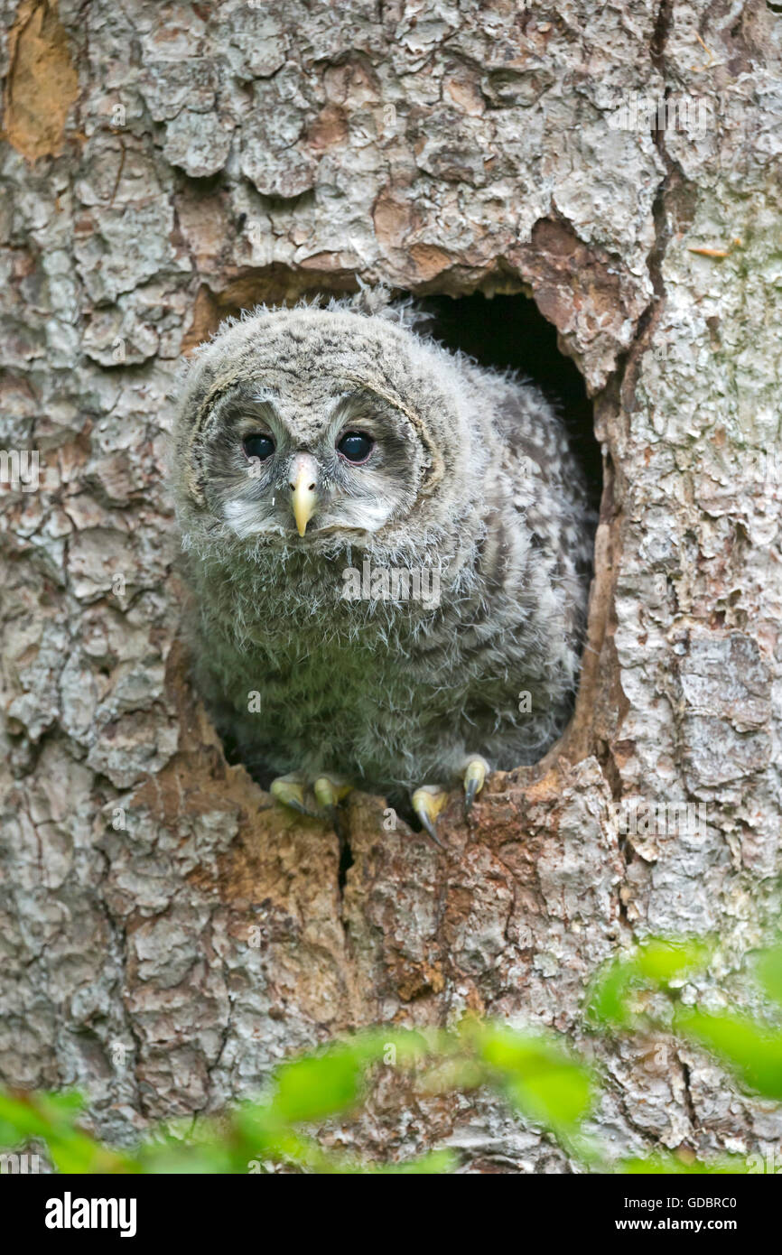 Ural owl, (Strix uralensis), young bird, captive, Germany Stock Photo