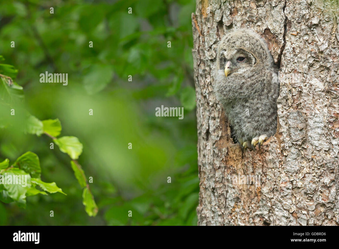 Ural owl, (Strix uralensis), young bird, captive, Germany Stock Photo