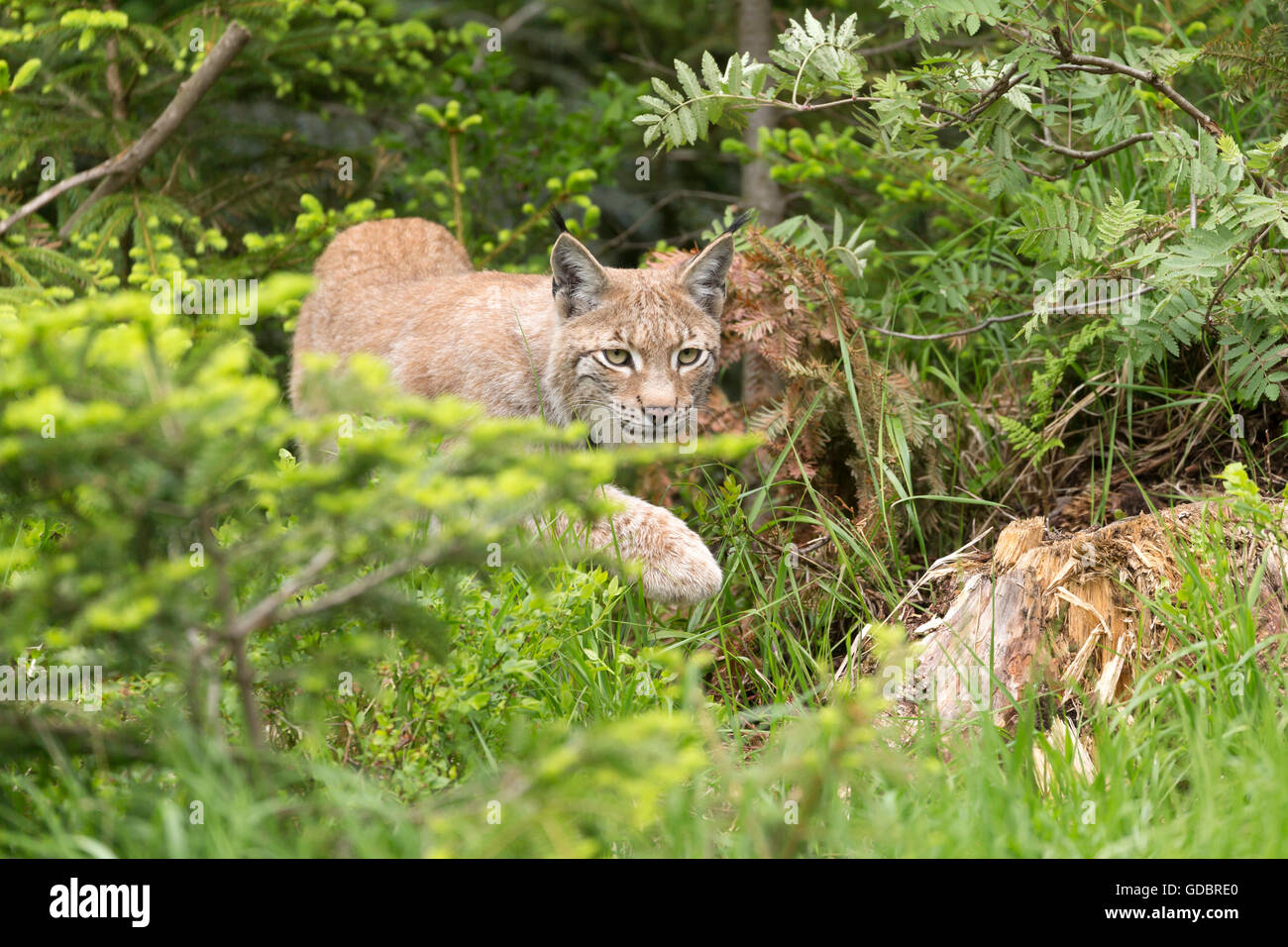 European Lynx, (Lynx lynx) captive, Germany Stock Photo