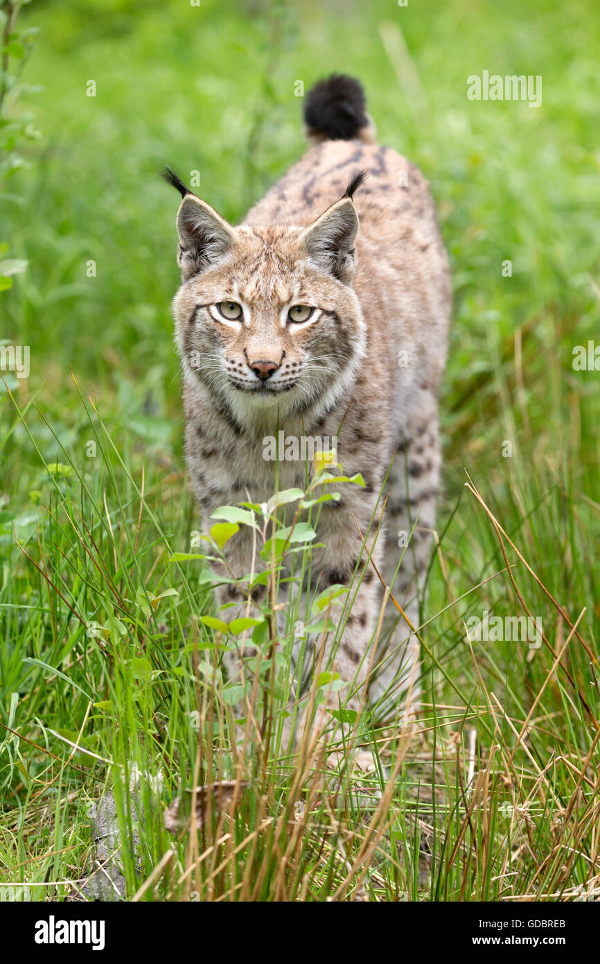European Lynx, (Lynx lynx) captive, Germany Stock Photo