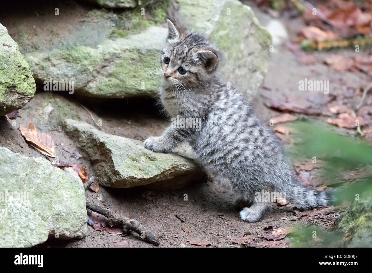 Common Wild Cat, (Felis silvestris), kitten, captive, Nationalpark Stock Photo