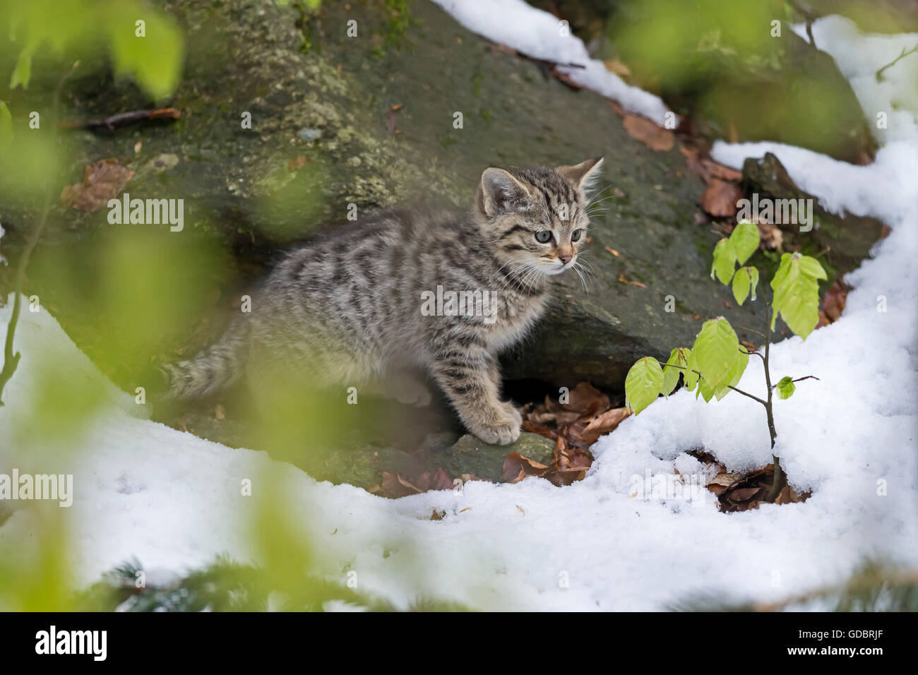 Common Wild Cat, (Felis silvestris), kitten, captive, Nationalpark Stock Photo