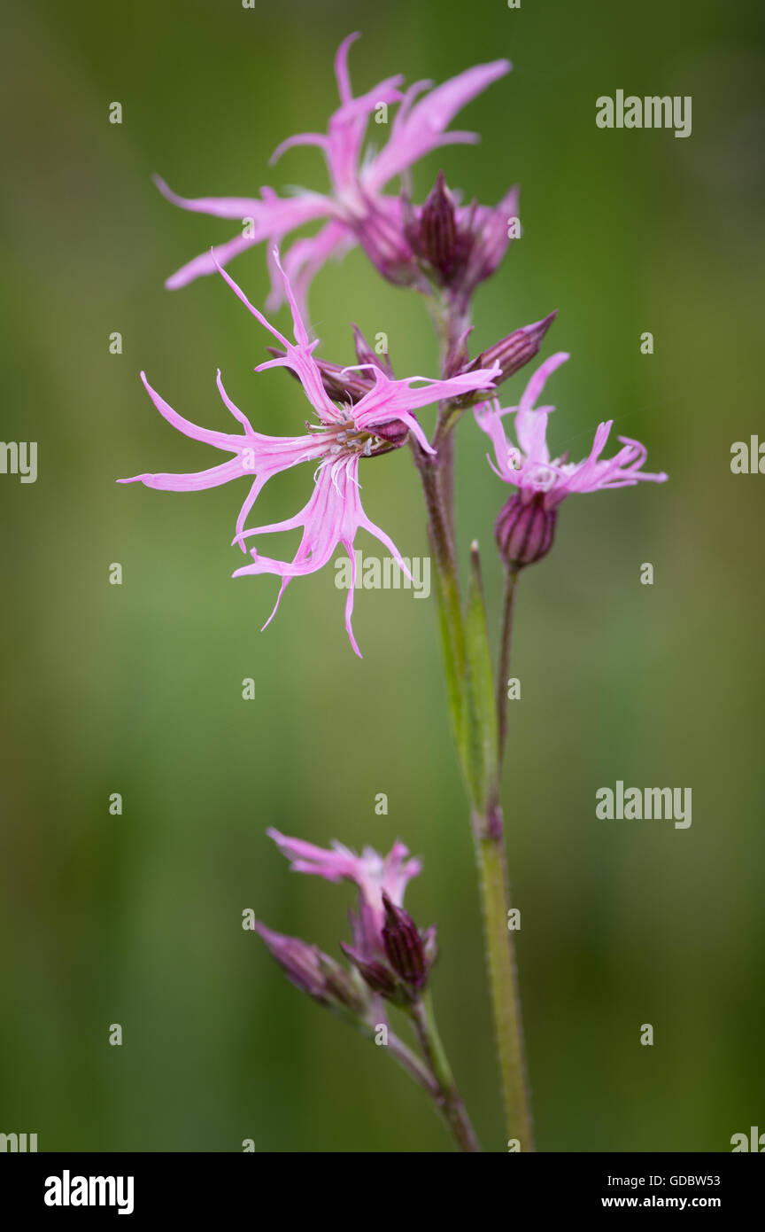 Lychnis flos-cuculi, commonly called Ragged-Robin, is a herbaceous perennial plant in the family Caryophyllaceae. Stock Photo