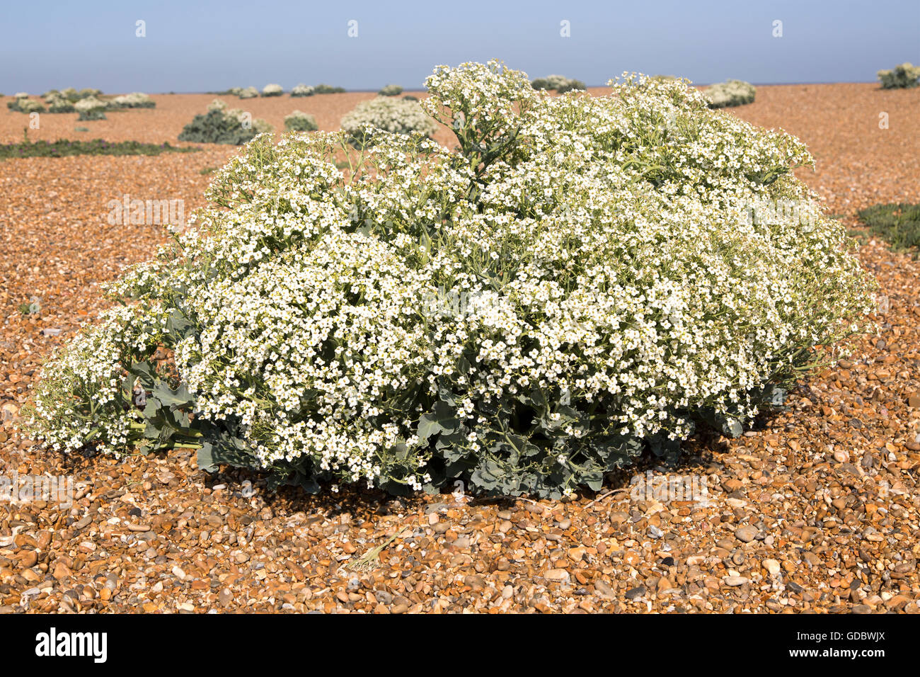 Crambe maritima plant, Sea Kale, in flower on beach at Shingle Street ...
