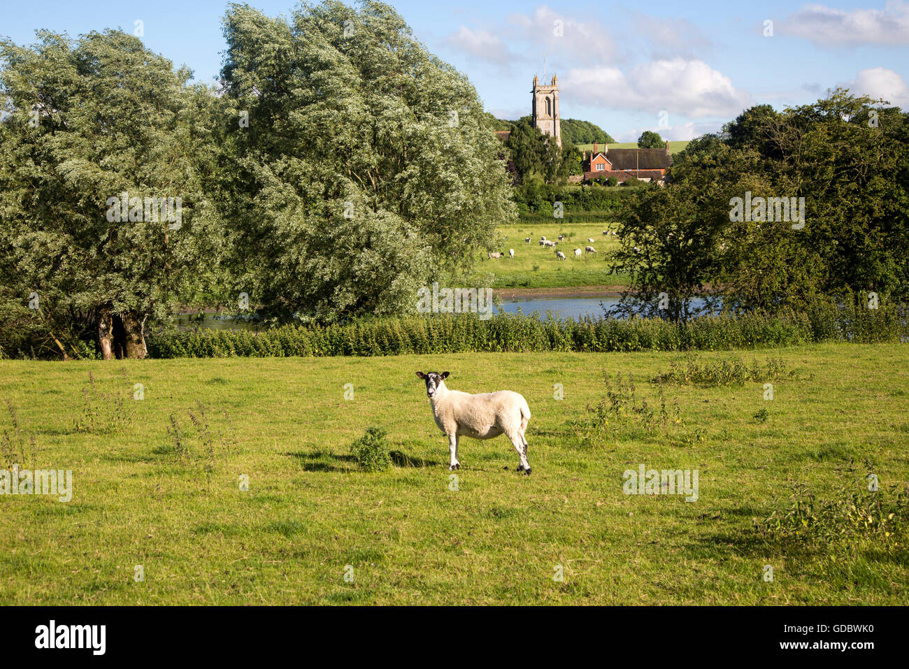 Sheep grazing in pasture by River Kennet, West Overton, Wiltshire, England, UK Stock Photo