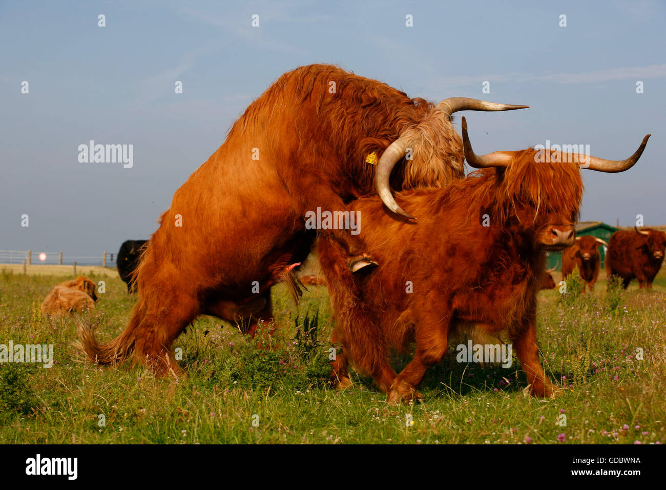 Cow mating hi-res stock photography and images - Alamy