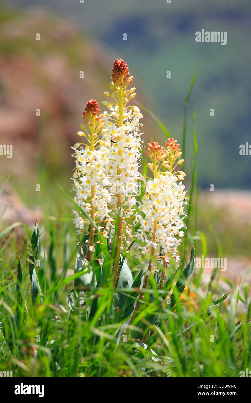 Foxtail Lily, Kazakhstan / (Eremurus lactiflorus) Stock Photo