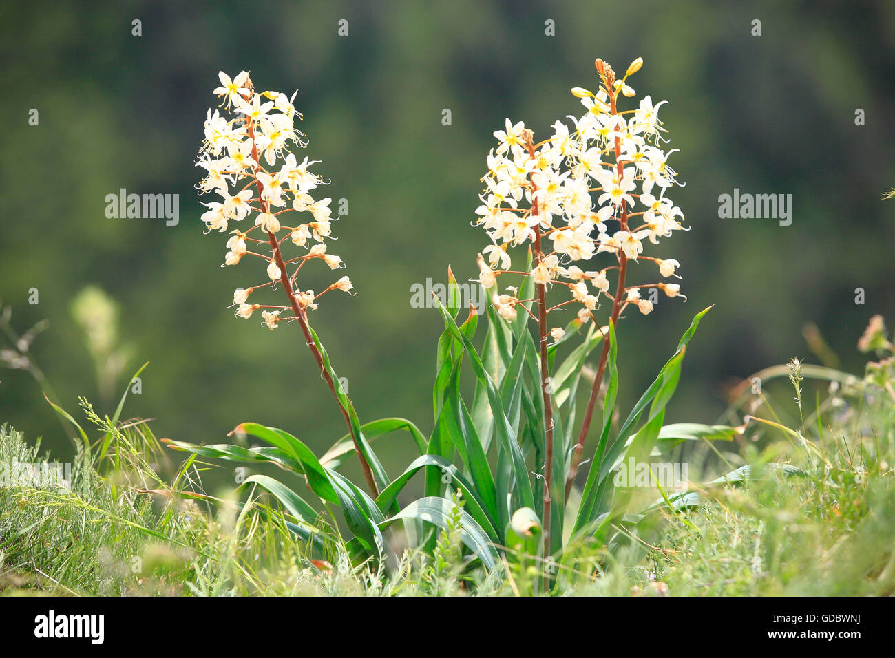 Foxtail Lily, Kazakhstan / (Eremurus lactiflorus) Stock Photo