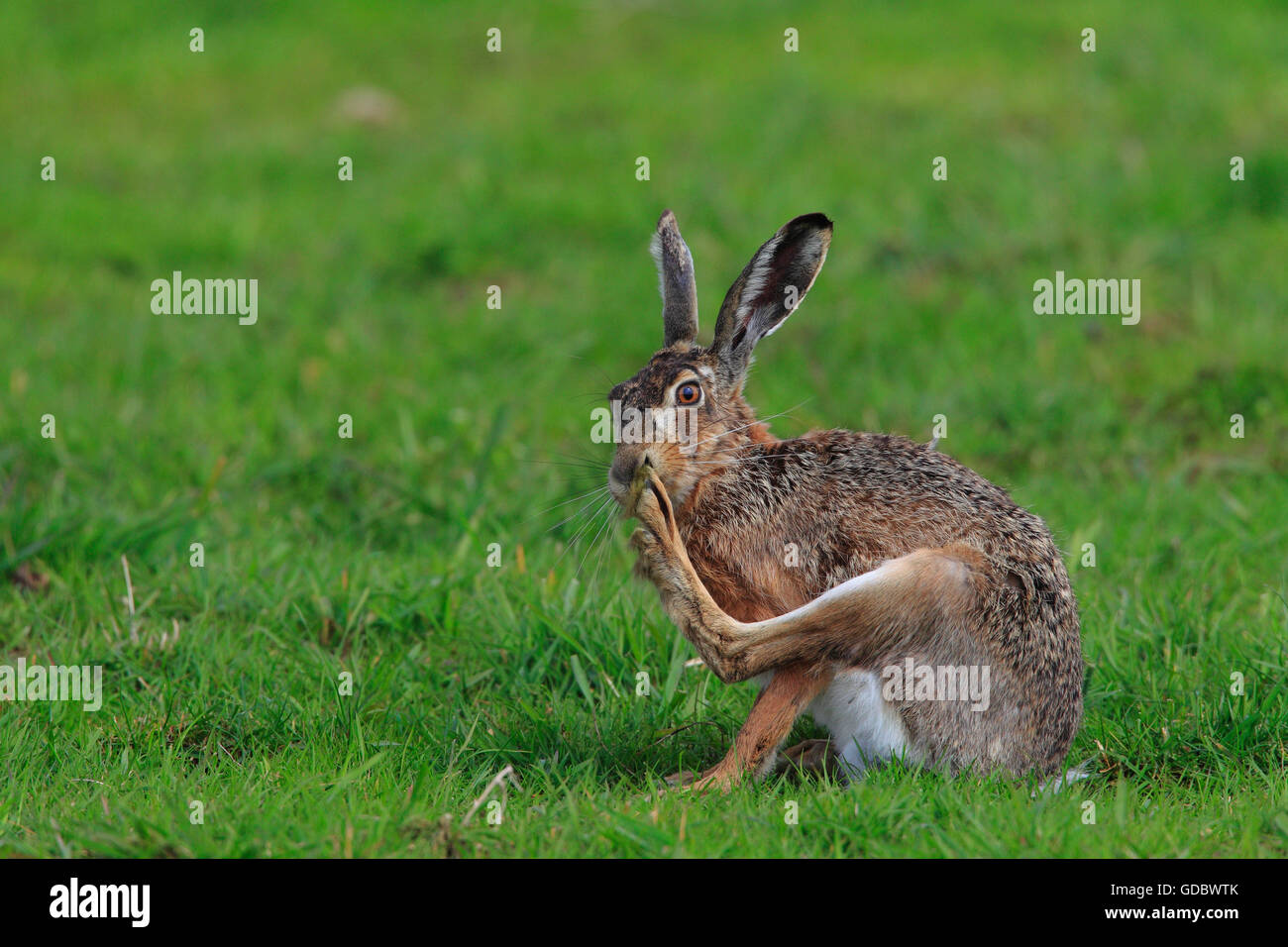 Brown Hare / (Lepus europaeus) Stock Photo