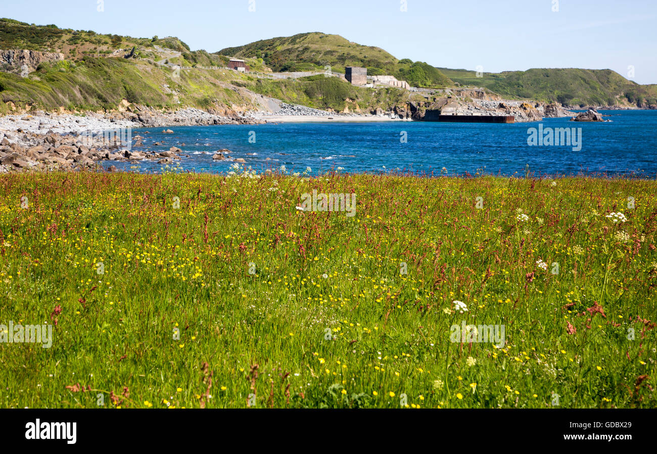 Wildflower meadow at Lowland Point, Lizard Peninsula, Cornwall, England, UK Stock Photo