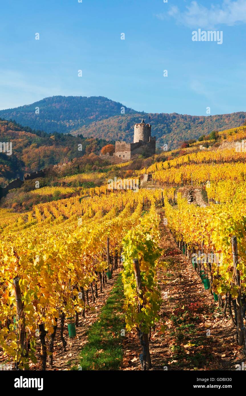 Vineyards nearby Kayserberg, Alsace, France Stock Photo