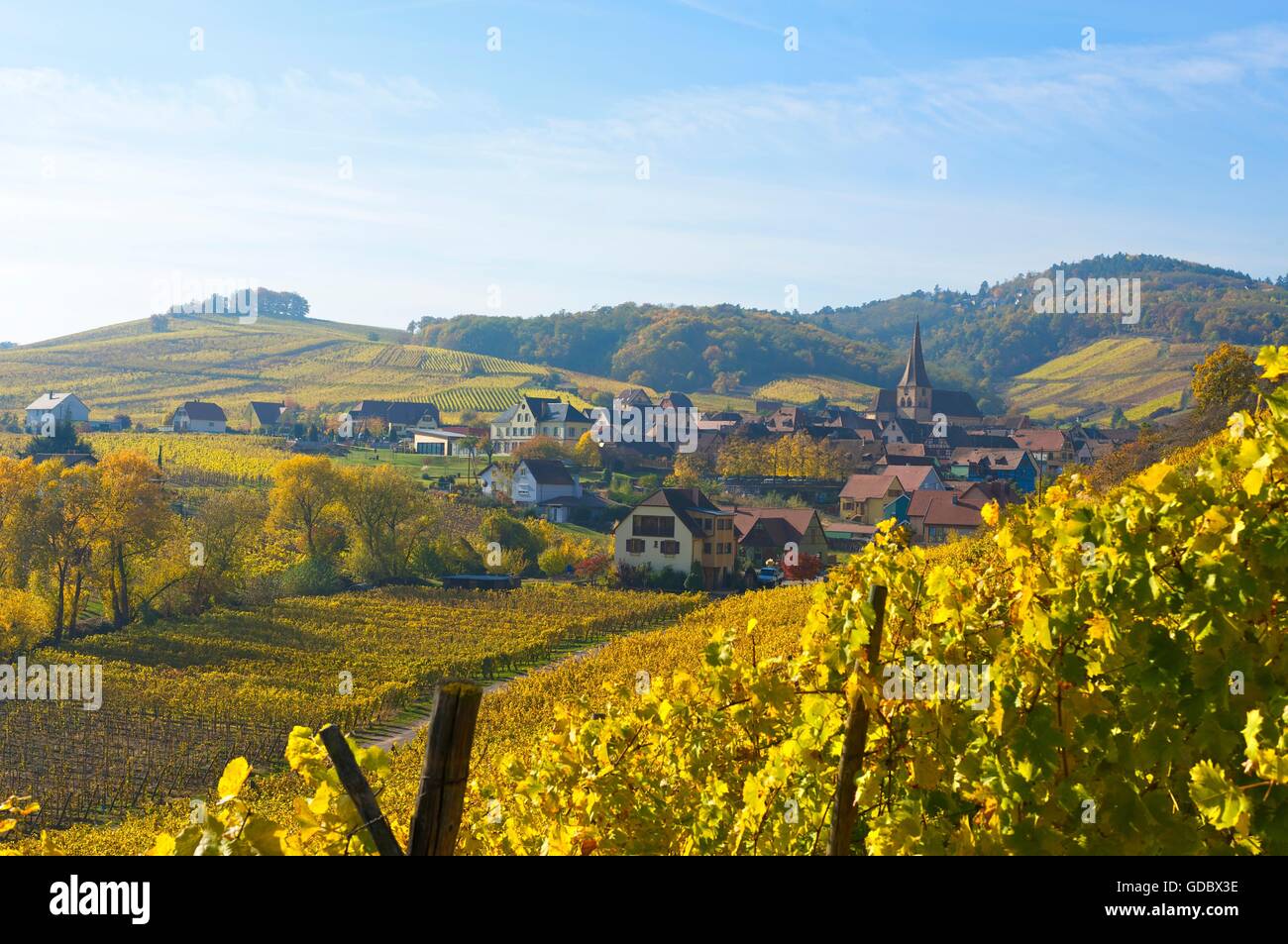 Vineyards, Niederschmorwihr, Alsace, France Stock Photo