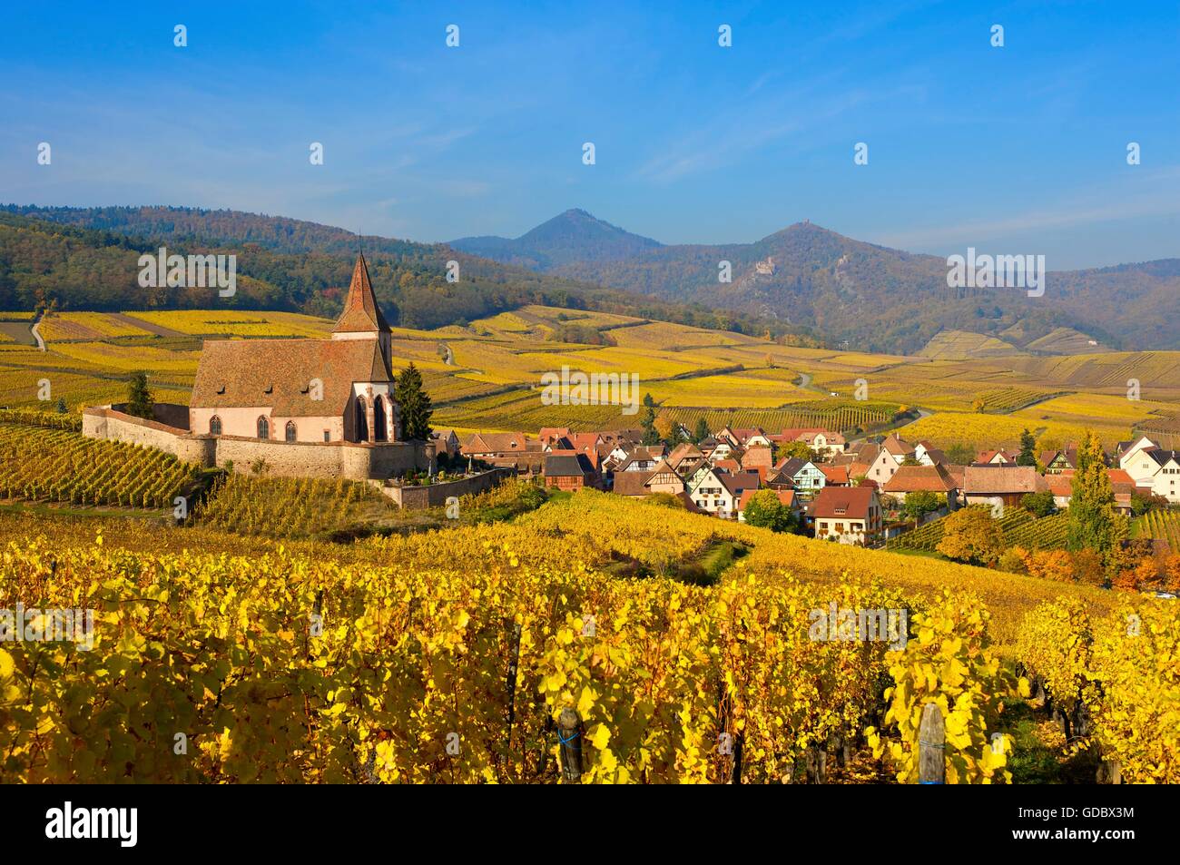 Vineyards, Hunawihr, Alsace, France Stock Photo