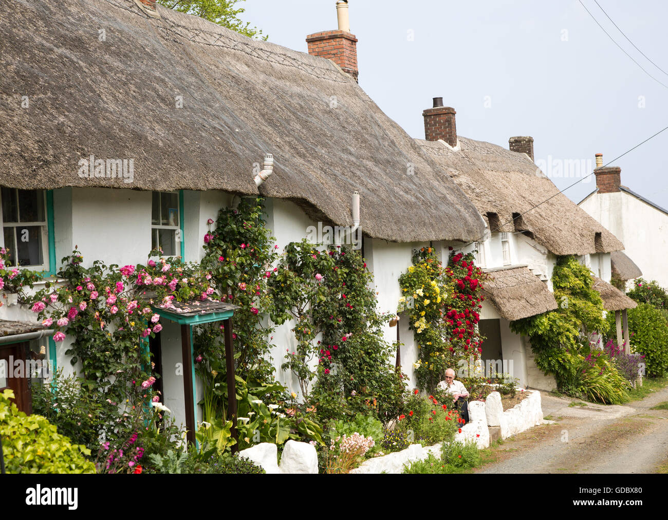 Row of pretty thatched whitewashed cottages, Powerstock, Lizard