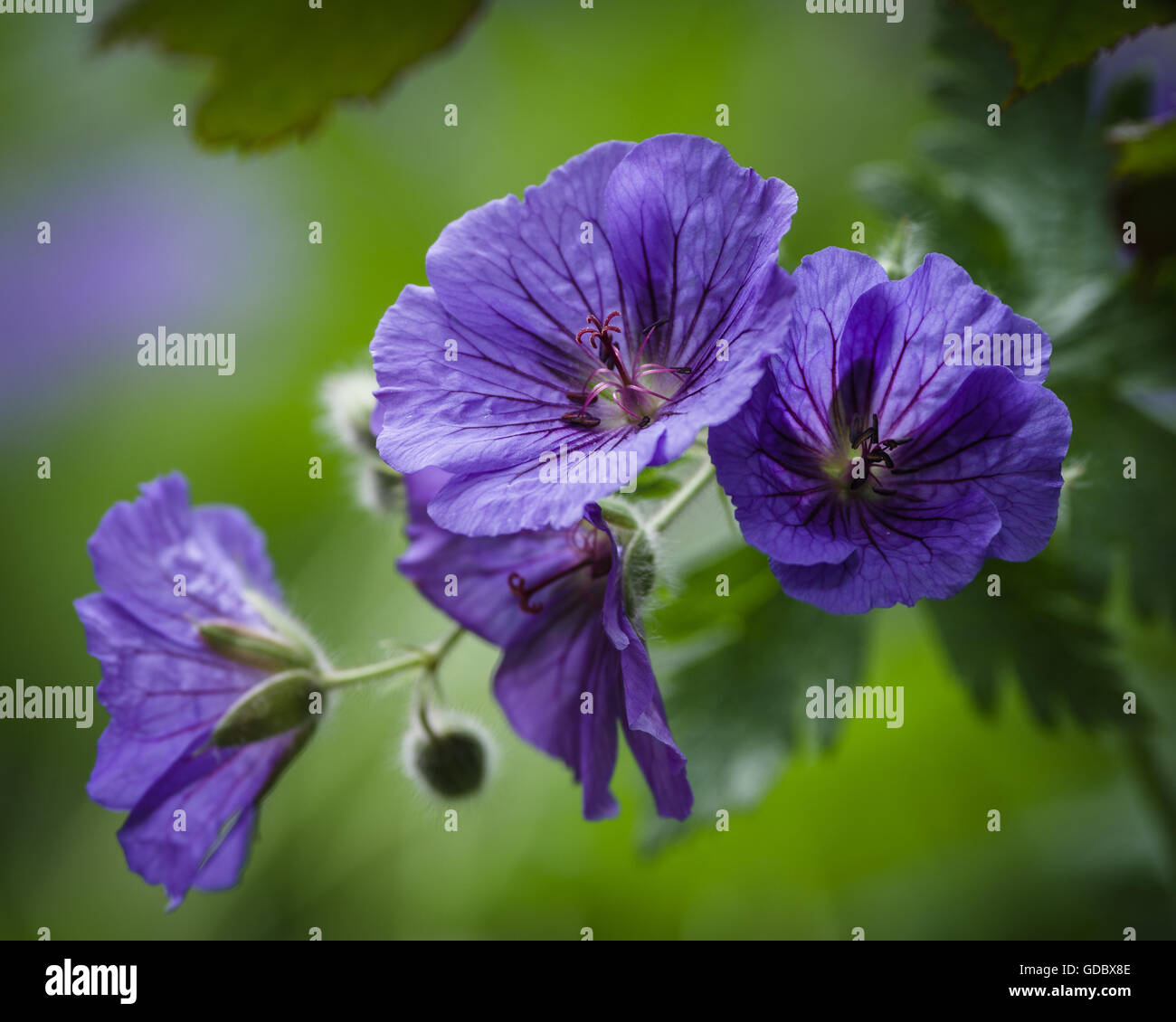 Geranium is a genus of 422 species of flowering annual, biennial, and perennial plants that are commonly known as the cranesbill Stock Photo