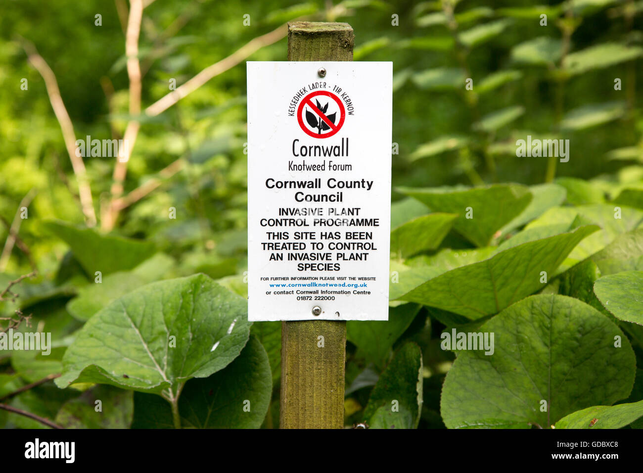 Invasive plant control of Japanese Knotweed, Fallopia japonica, near St Keverne, Cornwall, England, UK Stock Photo