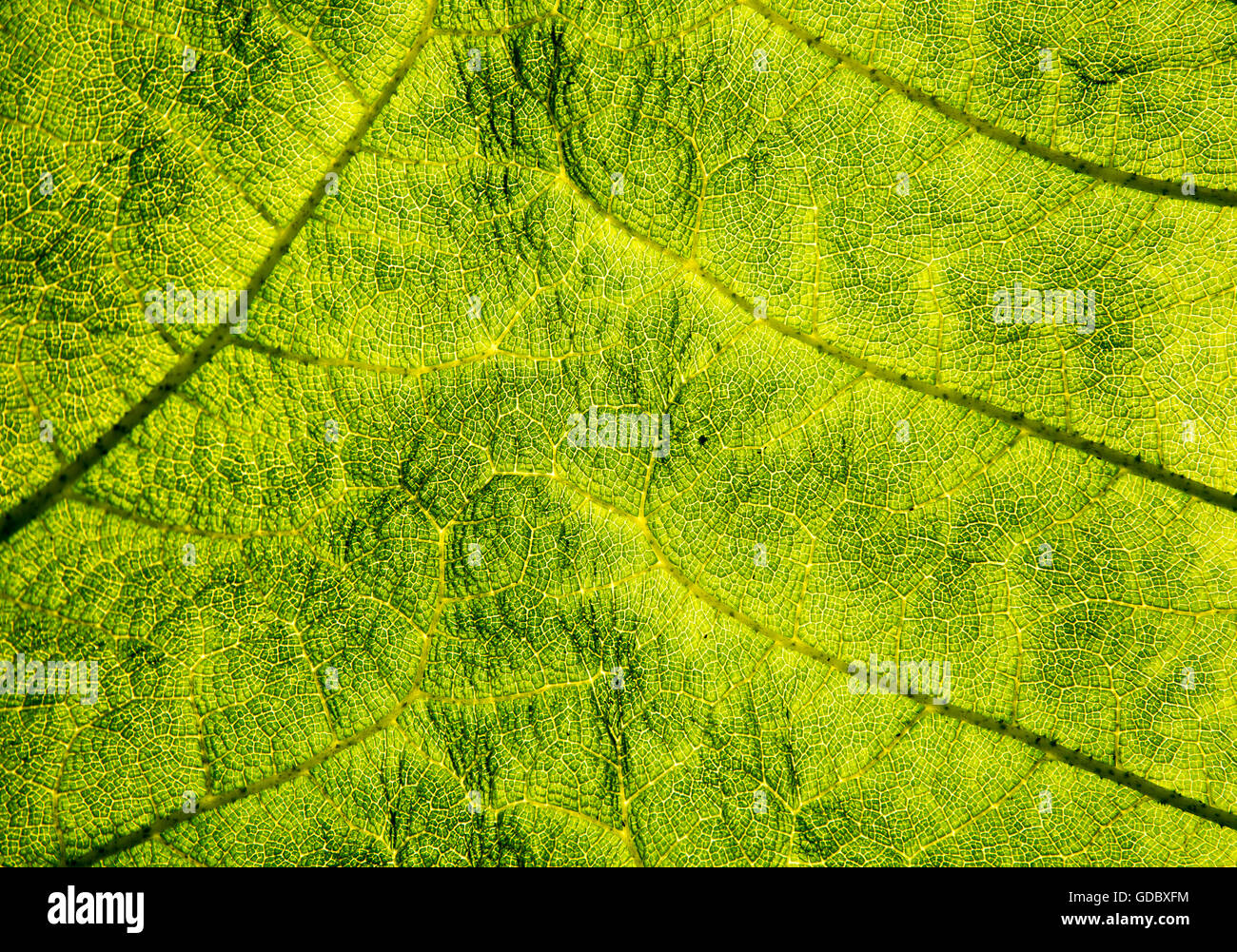 Close up detail of leaf structure, Giant Gunnera, Gunnera manicata, growing wild Trenoweth, near St Keverne, Cornwall, England, Stock Photo