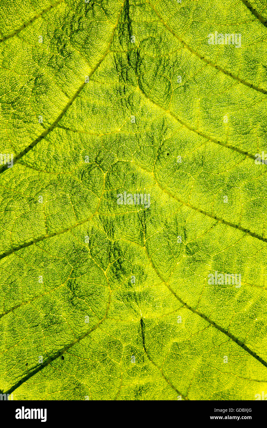 Close up detail of leaf structure, Giant Gunnera, Gunnera manicata, growing wild Trenoweth, near St Keverne, Cornwall, England, Stock Photo