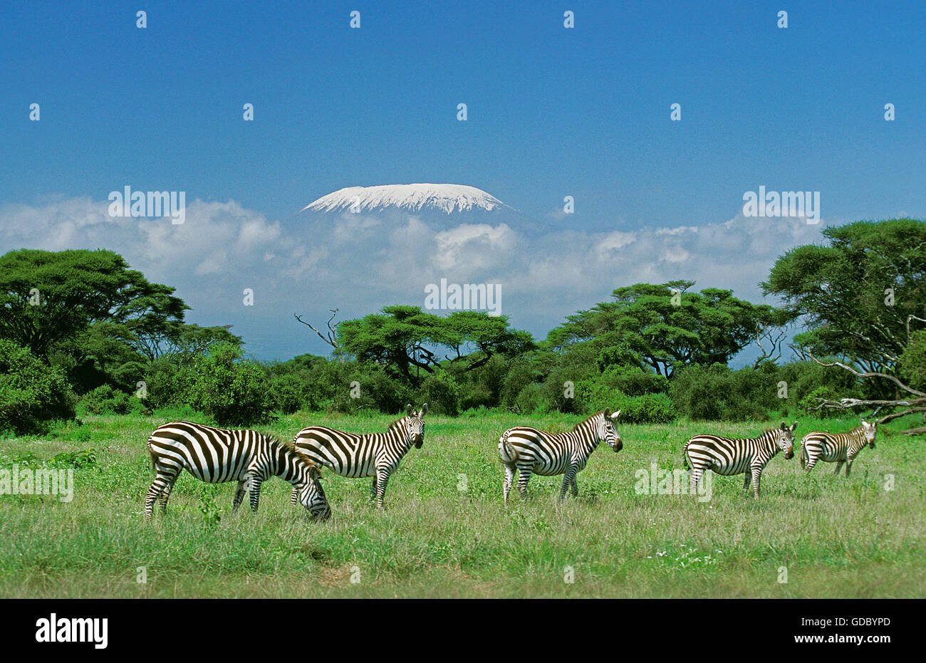 Burchell's zebra, equus burchelli, Herd in Savannah near Kilimandjaro Mountain, Tanzania Stock Photo