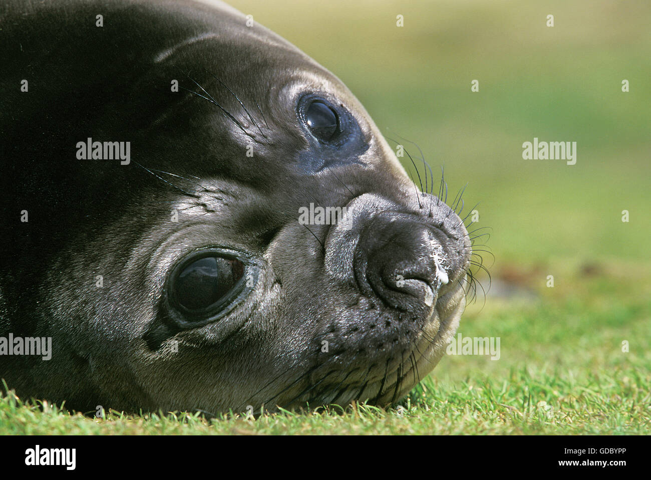 Southern Elephant Seal, mirounga leonina, Portrait of Female, Antarctica Stock Photo