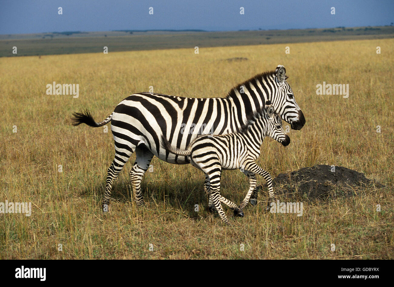 Burchell's Zebra, equus burchelli, Female with Foal,   Masai Mara Park in Kenya Stock Photo