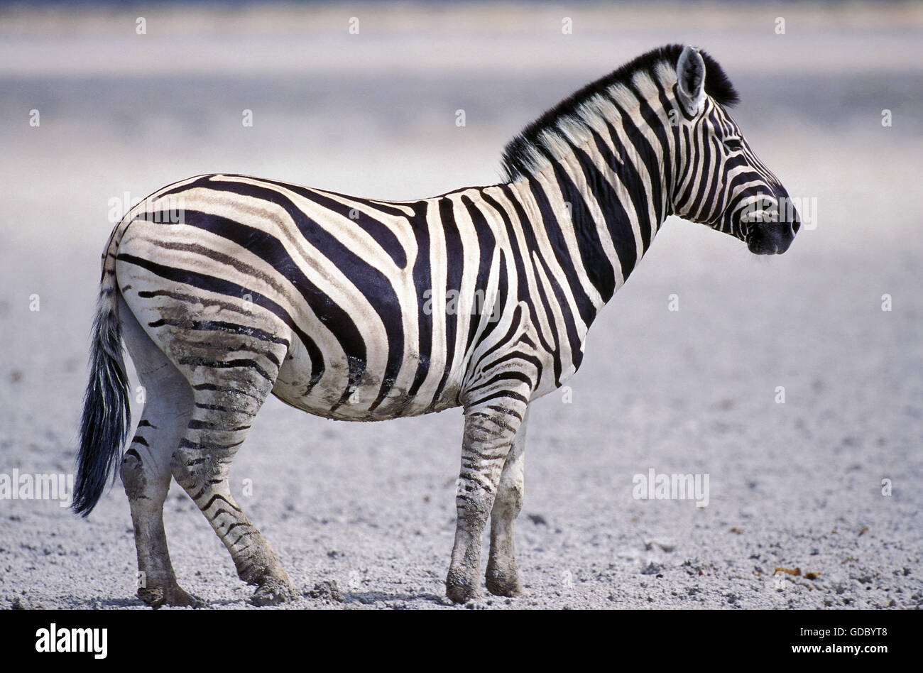 Burchell's Zebra, equus burchelli, Serengeti Park in Tanzania Stock Photo