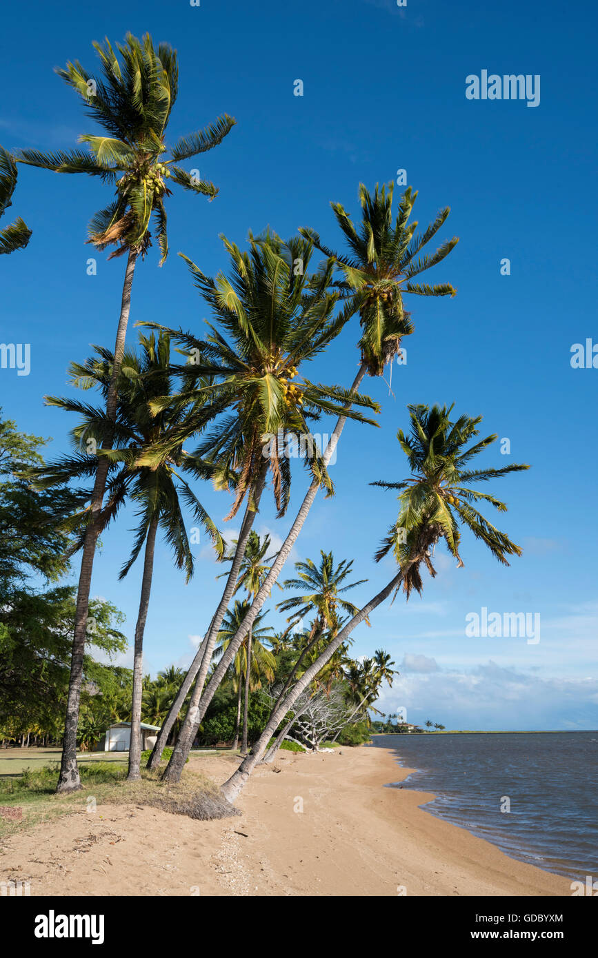 USA,Hawaii,Molokai,palm beach Stock Photo