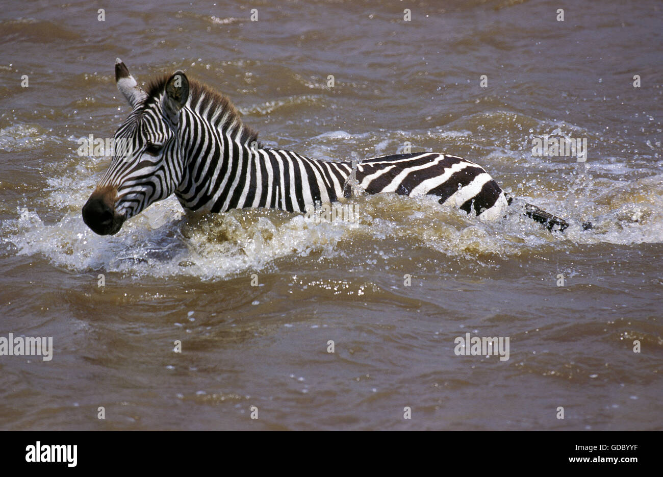 Burchell's Zebra, equus burchelli, Adult Crossing Mara River, Masai Mara Park in Kenya Stock Photo