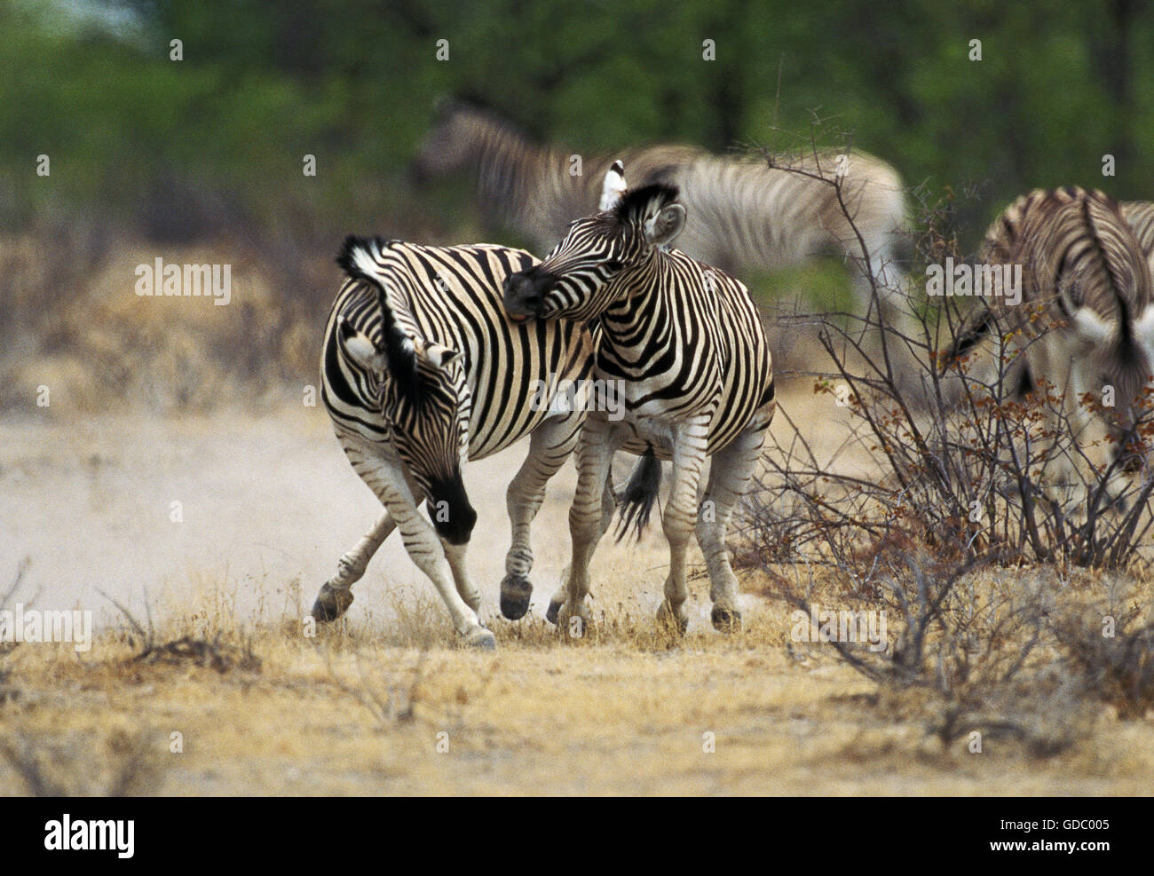 Burchell's Zebra, equus burchelli, Males Fighting,  Masai Mara Park in Kenya Stock Photo