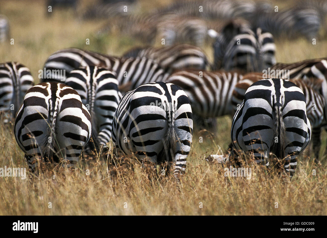 Burchell's Zebra, equus burchelli,  Herd at Masai Mara Park in Kenya Stock Photo