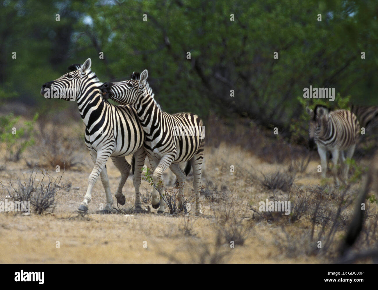 Burchell's Zebra, equus burchelli, Masai Mara Park in Kenya Stock Photo
