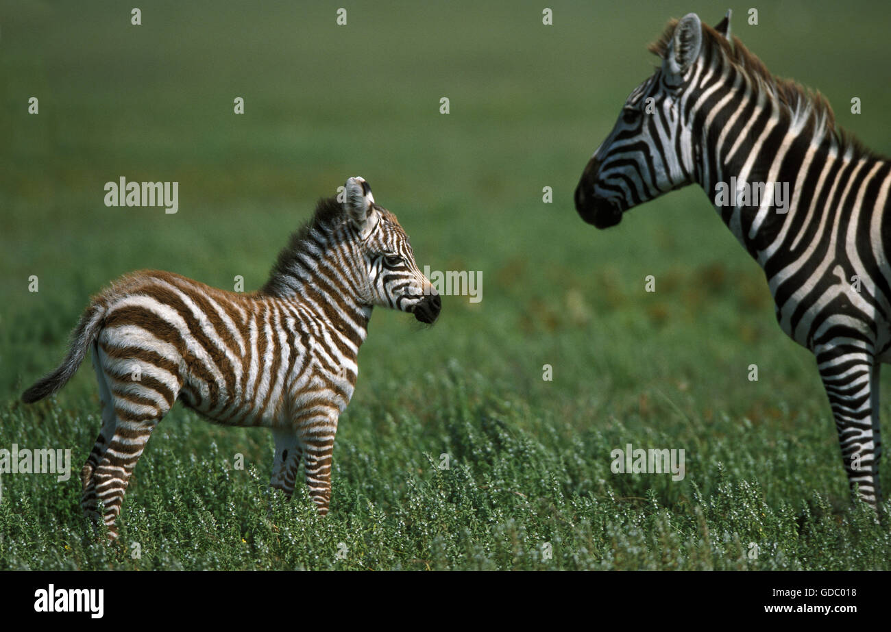 Burchell's Zebra, equus burchelli, Female with Foal at Masai Mara Park in Kenya Stock Photo