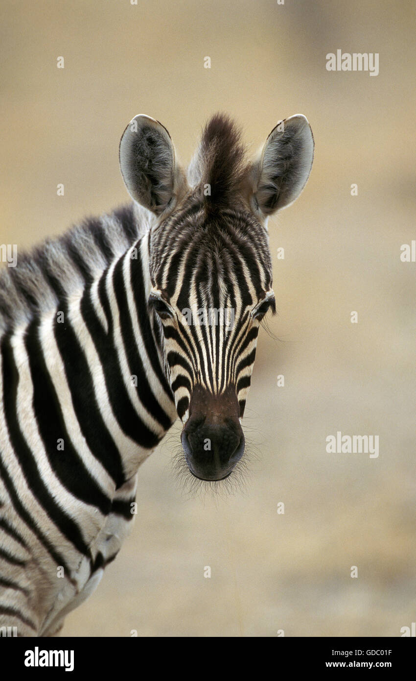 Burchell's Zebra, equus burchelli, Portrait of Foal, Masai Mara Park in Kenya Stock Photo