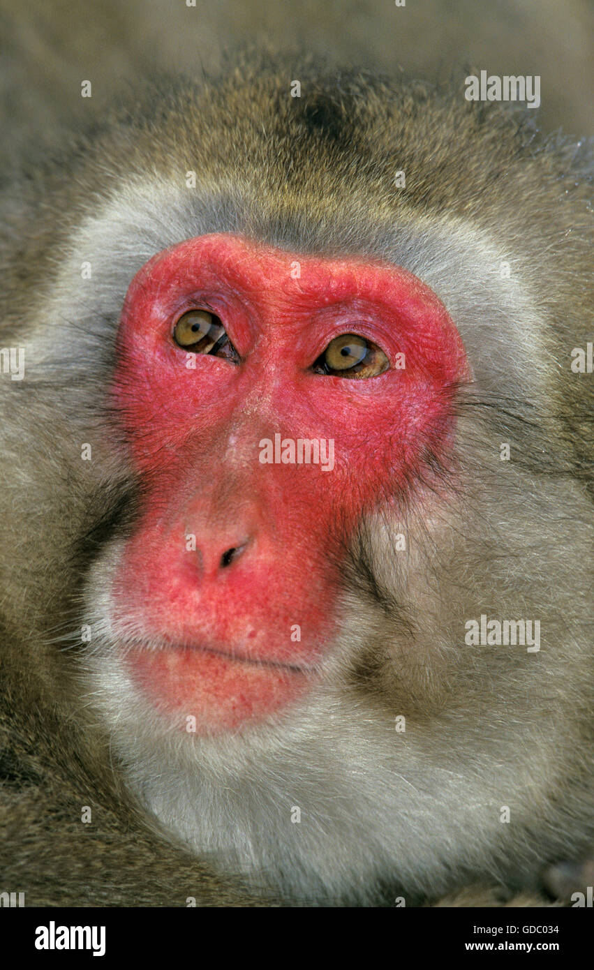 Japanese Macaque, macaca fuscata, Portrait of Adult, Hokkaido Island in ...