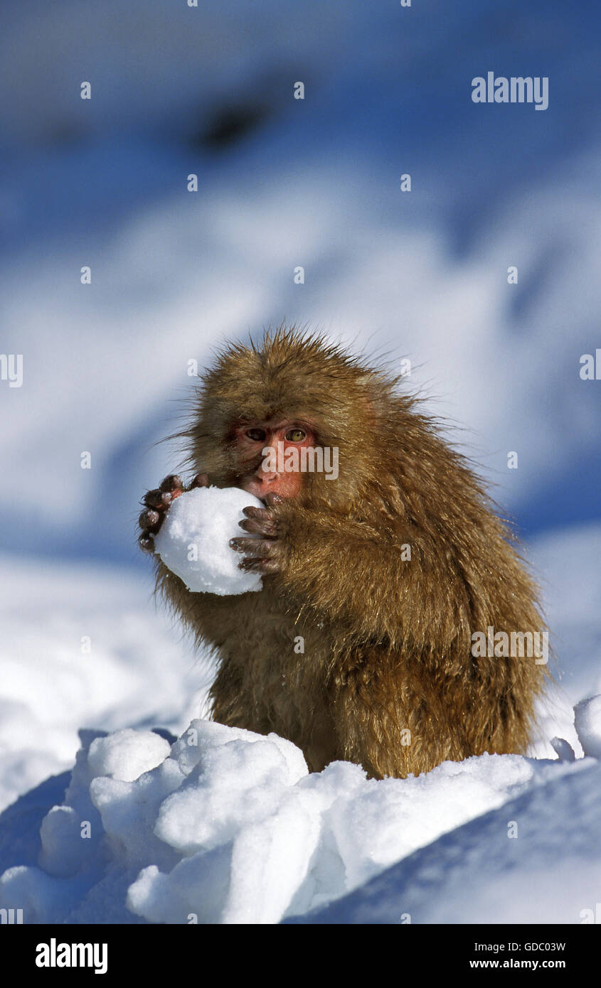 JAPANESE MACAQUE macaca fuscata, ADULT PLAYING WITH SNOW BALL, HOKKAIDO ISLAND IN JAPAN Stock Photo