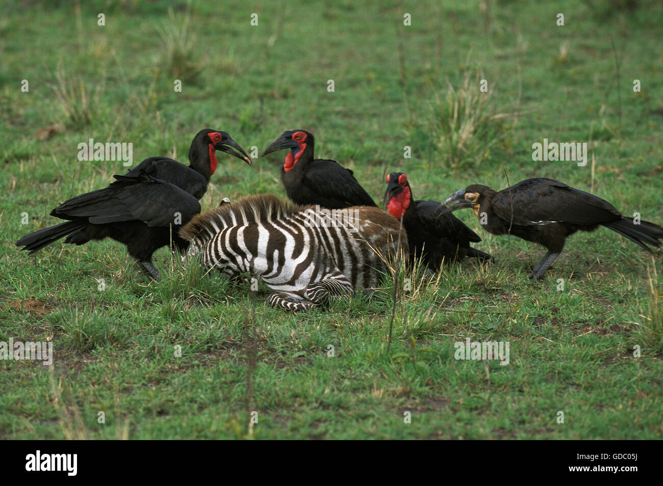 SOUTHERN GROUND-HORNBILL bucorvus leadbeateri, GROUP ON A DEAD ZEBRA, MASAI MARA PARK IN KENYA Stock Photo