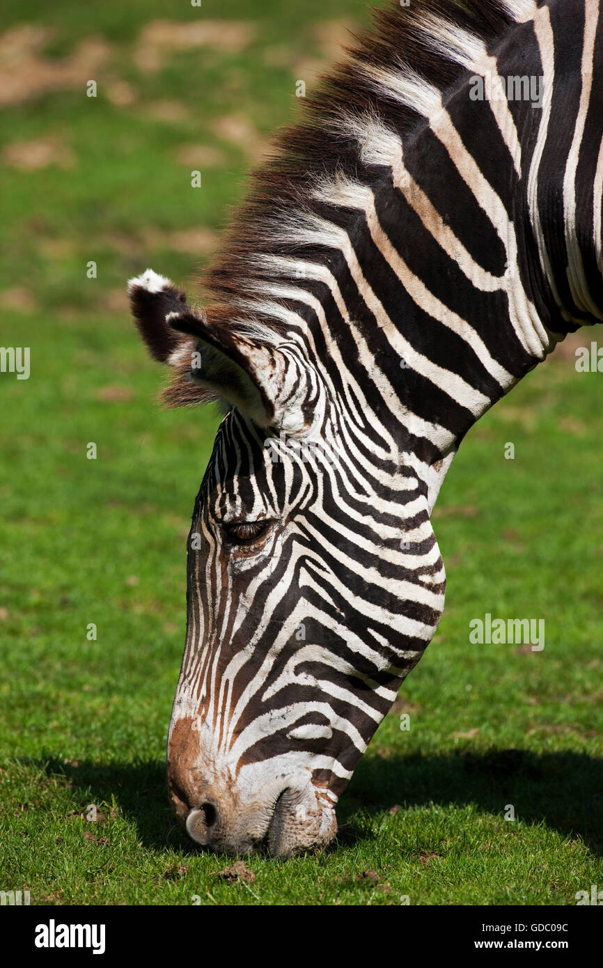 Grevy's Zebra, equus grevyi, Head of Adult Eating Grass Stock Photo