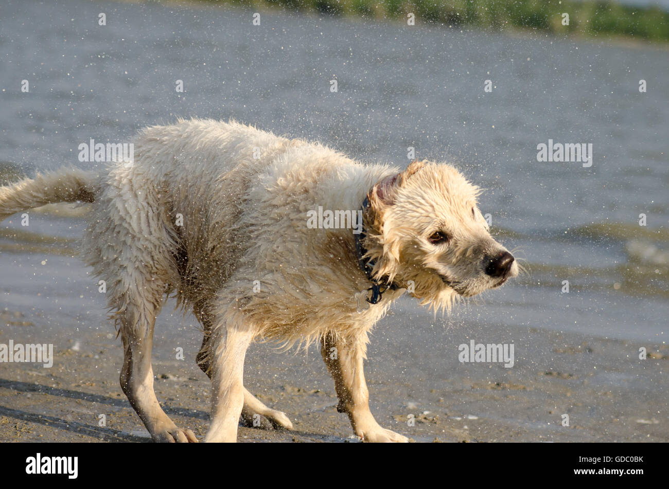 Why does a dog shake his head at grace brentnall blog