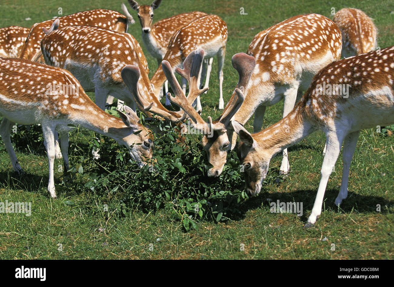 Fallow Deer, dama dama, Herd eating Leaves Stock Photo