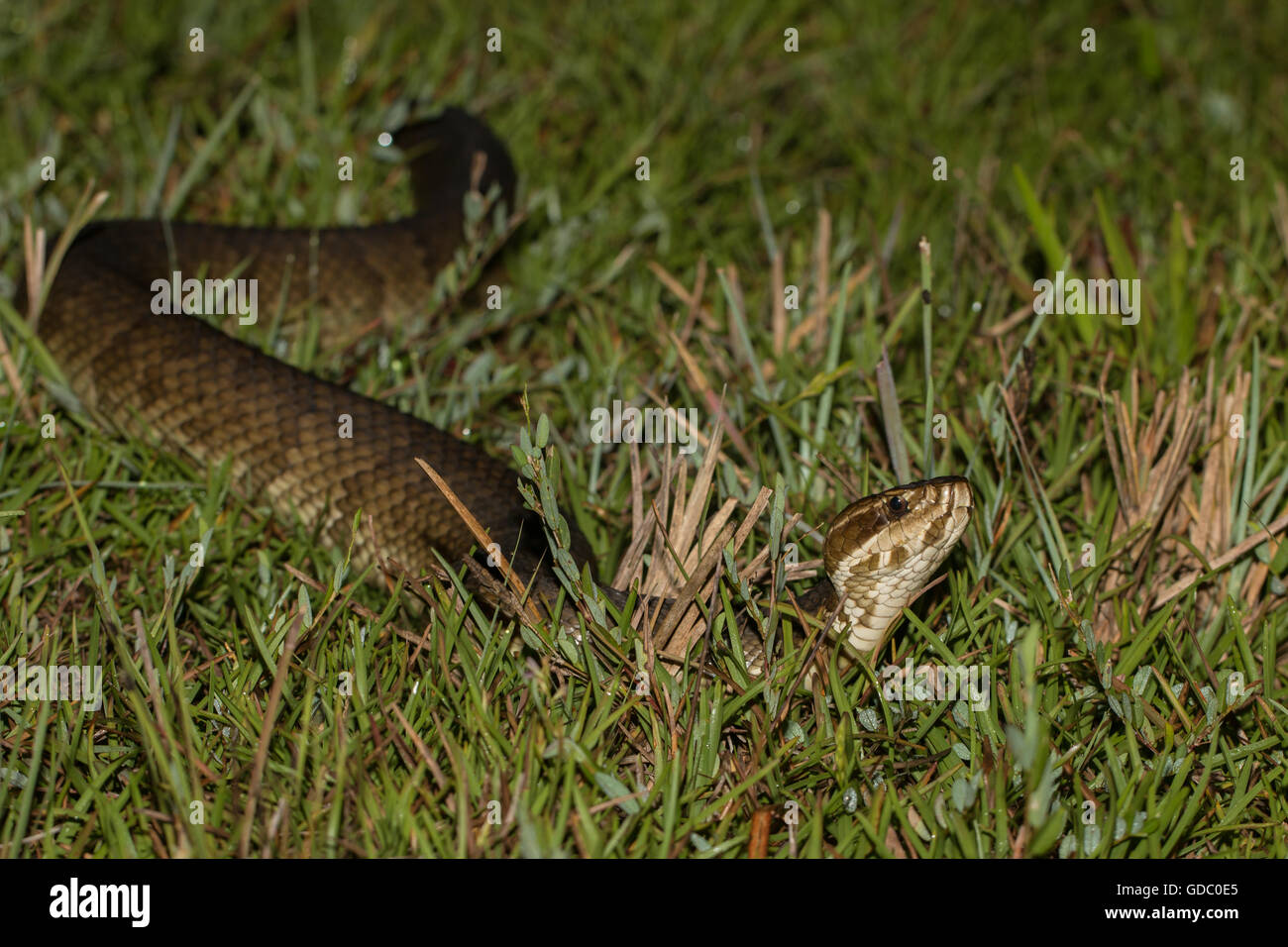 A florida cottonmouth in the grass Agkistrodon piscivorus conanti