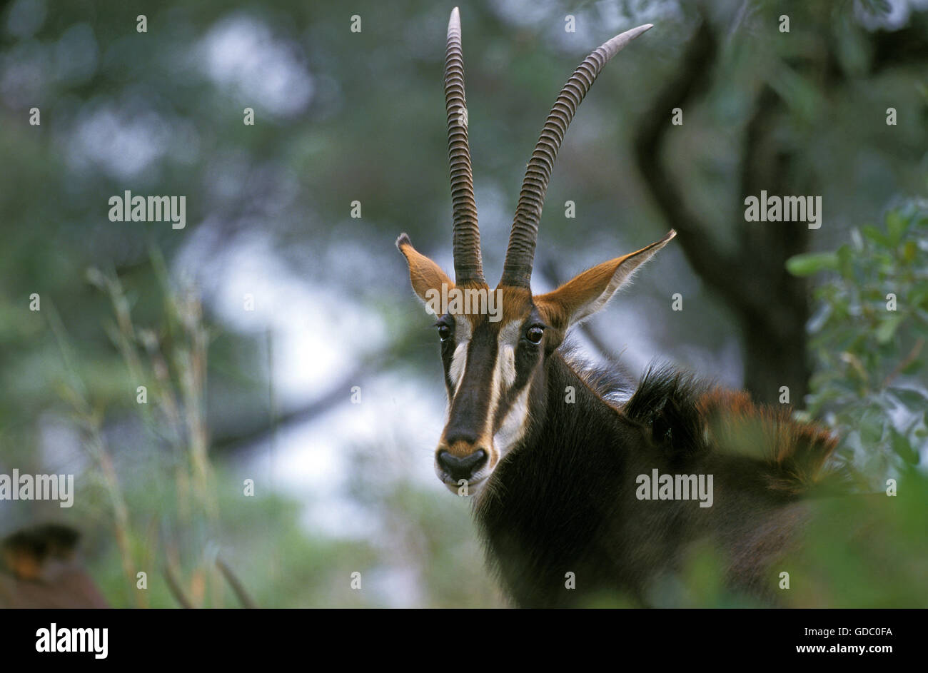 Sable Antelope, hippotragus niger, Portrait of Female, South Africa Stock Photo
