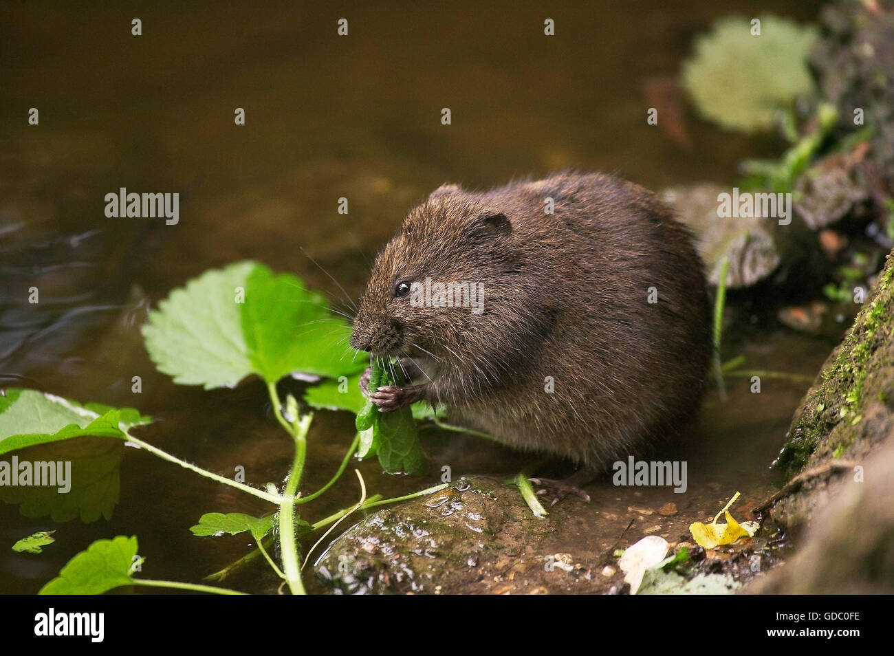 MUSKRAT ondatra zibethica, ADULT EATING A LEAF, NORMANDY IN FRANCE Stock Photo