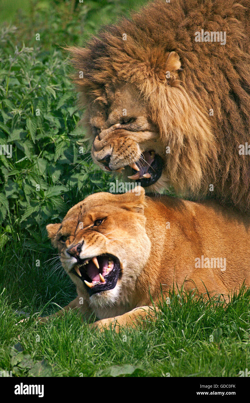 African Lion, panthera leo, Pair mating Stock Photo - Alamy