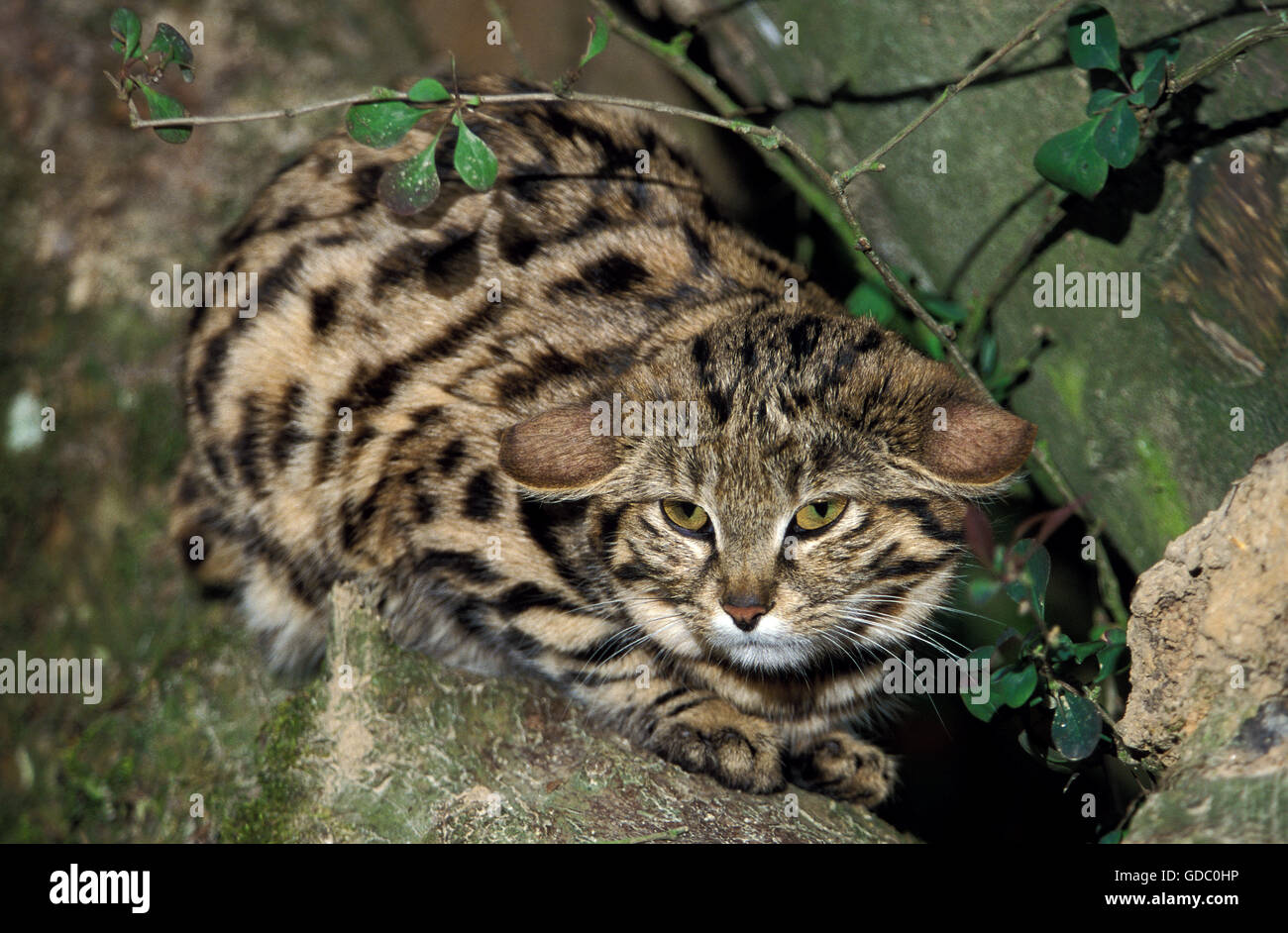 Black Footed Cat, felis nigripes, Adult laying on Branch Stock Photo