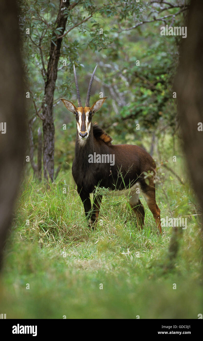 Sable Antelope, hippotragus niger, Adult in Forest, South Africa Stock Photo