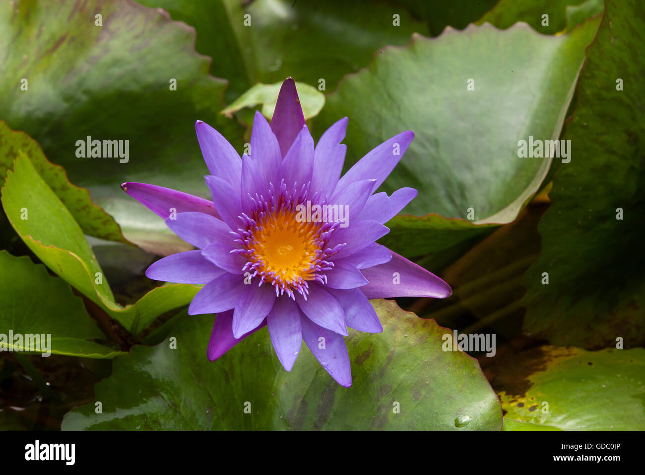 Blossoming water lilies,Nymphaea capensis,Danang,Vietnam,Asia Stock Photo