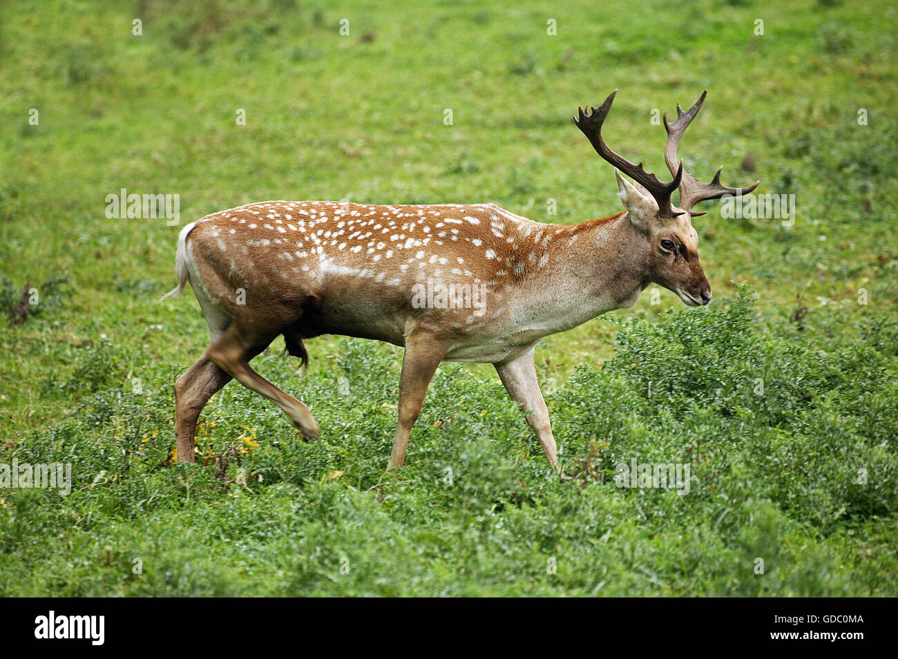 Persian Fallow Deer, dama mesopotamica, Male Stock Photo