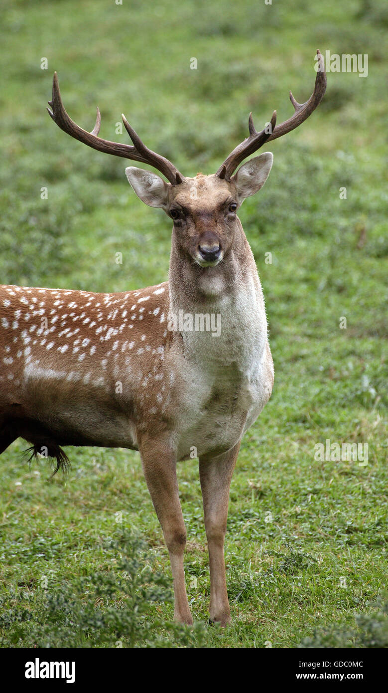 Persian Fallow Deer, dama mesopotamica, Male Stock Photo