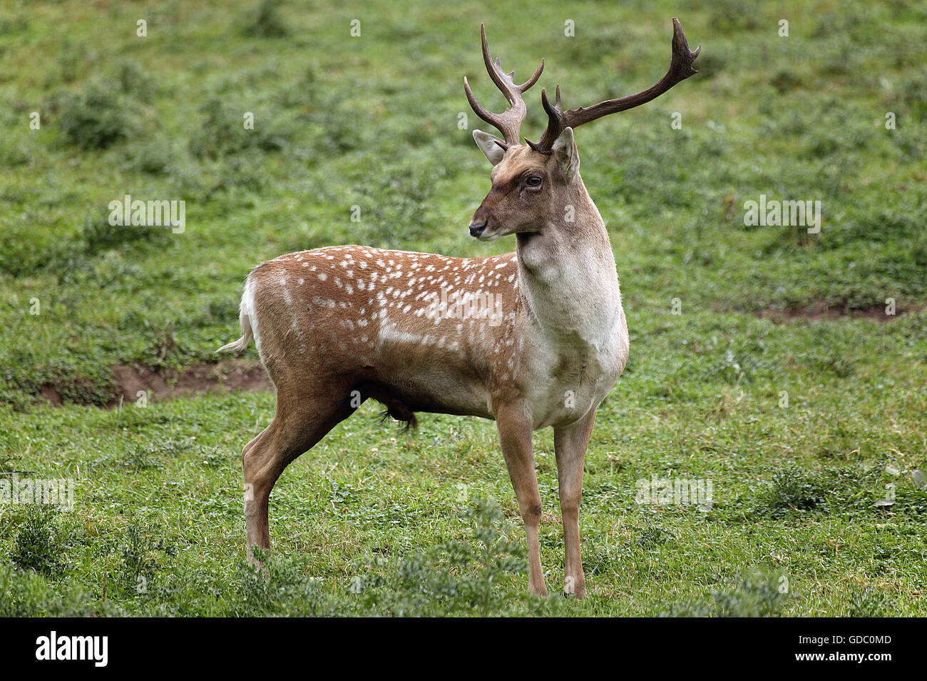 Persian Fallow Deer, dama mesopotamica, Male on Grass Stock Photo