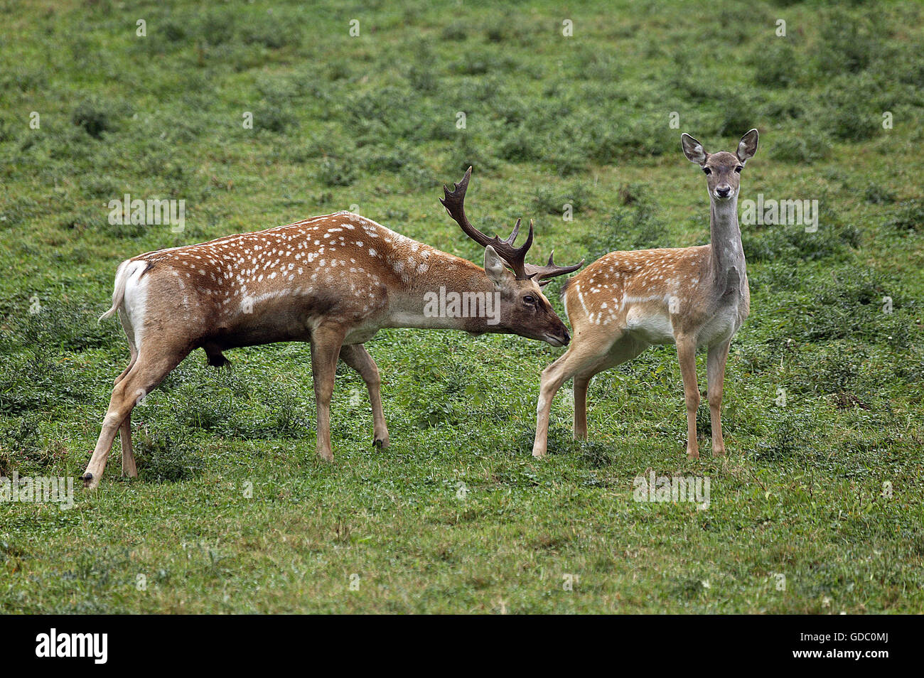 Persian Fallow Deer, dama mesopotamica, Male and Female Stock Photo